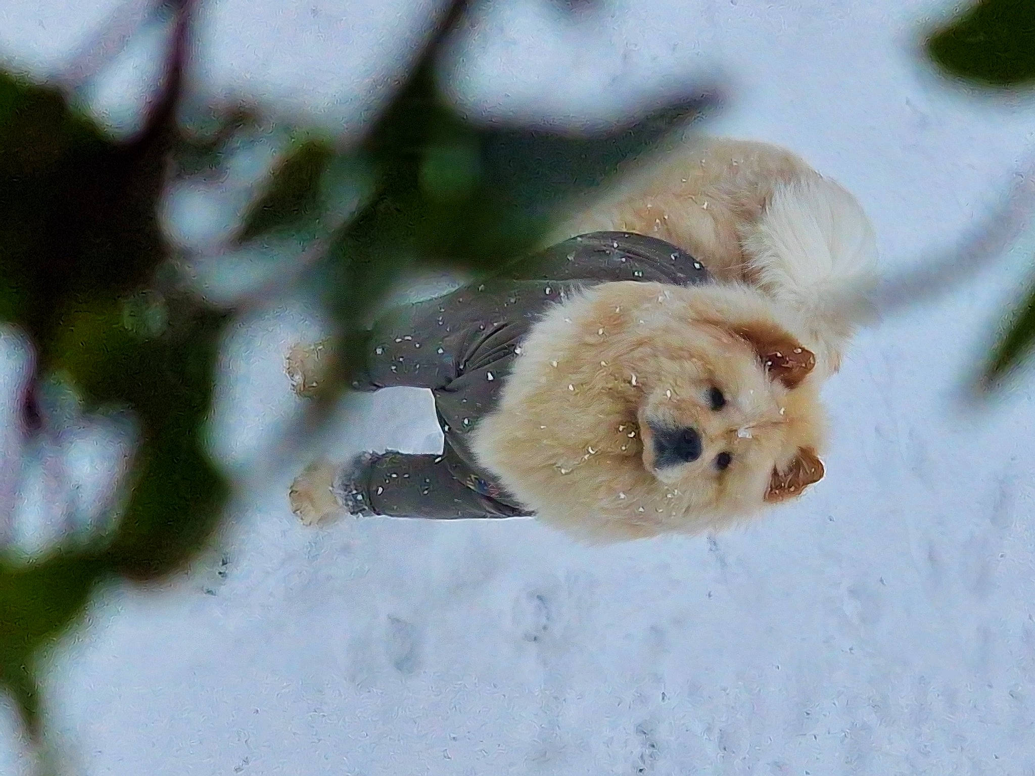 Coco joined the competition — help win amazing prizes! _geese_and_swans, beak, canidae, dog_breed, ducks, fawn, freezing, fur, snow, terrestrial_animal, tree, twig, water_bird, whiskers, wildlife, winter