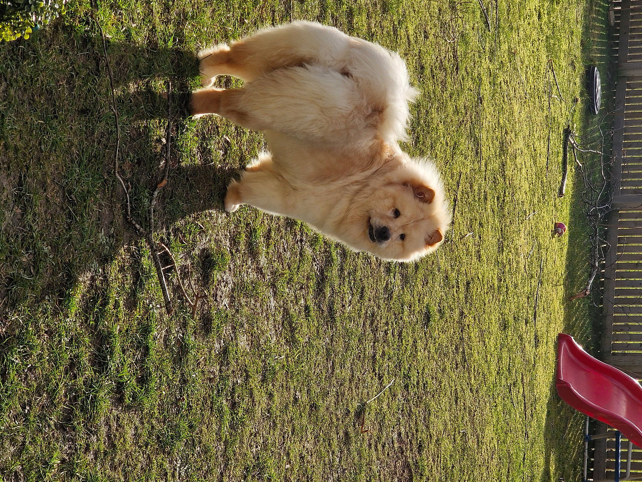 Coco joined the competition — help win amazing prizes! canidae, carnivore, cockatoo, companion_dog, dog, dog_breed, fawn, fence, gesture, grass, livestock_guardian_dog, people_in_nature, plant, retriever, snout, sporting_group, tail, tree, wood, working_animal