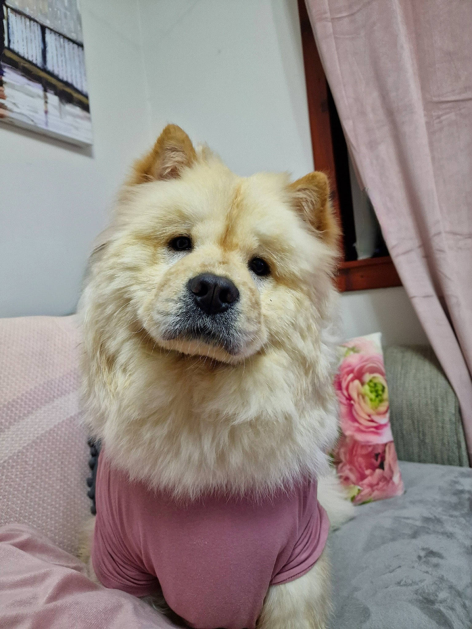 Coco joined the competition — help win amazing prizes! canidae, carnivore, companion_dog, curtain, dog, dog_breed, dog_supply, fawn, fur, german_spitz, german_spitz_klein, german_spitz_mittel, pomeranian, snout, spitz, sporting_group, toy_dog, whiskers, window, working_animal