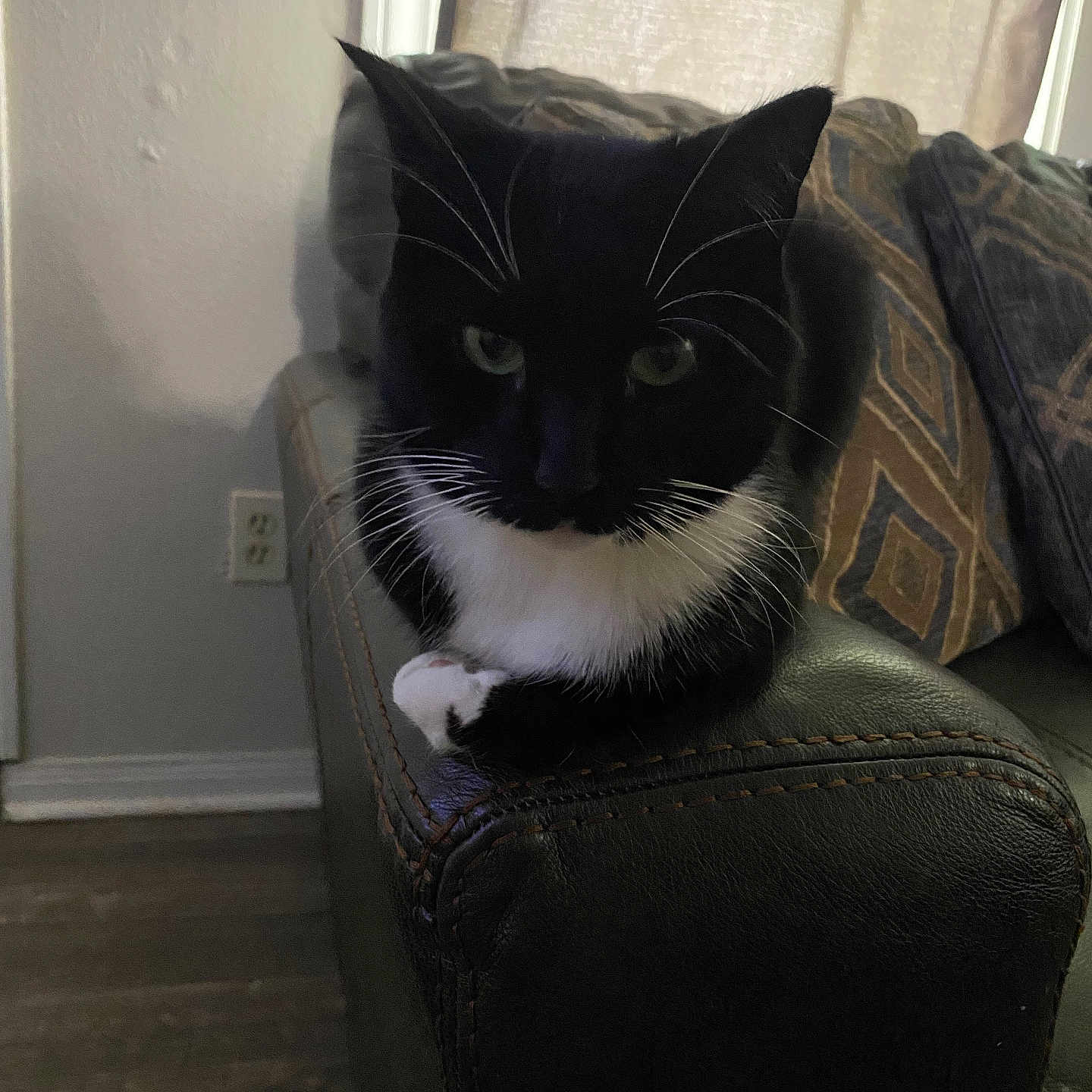Luna joined the competition — help win amazing prizes! cat, tuxedo_cat, black_and_white, pet, indoor, couch, leather, armrest, cushion, window, home, feline, whiskers, relaxed, animal, domestic, fur, floor, wall, cozy