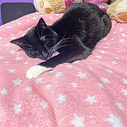 Luna is registered to the contest to win money with this photo: cat, sleeping, black_and_white, blanket, pink, stars, plush_toys, stuffed_animals, bed, cozy, indoor, feline, resting, whiskers, cute, pet, soft, purple_wall, comfortable, napping