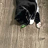Luna is registered to the contest to win money with this photo: cat, black_and_white, floor, wooden_floor, pet, animal, paw, pink_paw, leaf, plant, indoor, playful, lying_down, fur, whiskers, cute, domestic, small_animal, relaxed, close_up