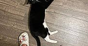 Luna is registered to the contest to win money with this photo: cat, black_and_white_cat, wooden_floor, person, legs, footwear, crocs, decorated_shoes, yellow_eyes, indoor, pet, relaxed, looking_up, animal, flooring, casual, cozy, home, domestic, cute