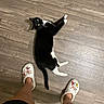 cat, black_and_white_cat, wooden_floor, person, legs, footwear, crocs, decorated_shoes, yellow_eyes, indoor, pet, relaxed, looking_up, animal, flooring, casual, cozy, home, domestic, cute