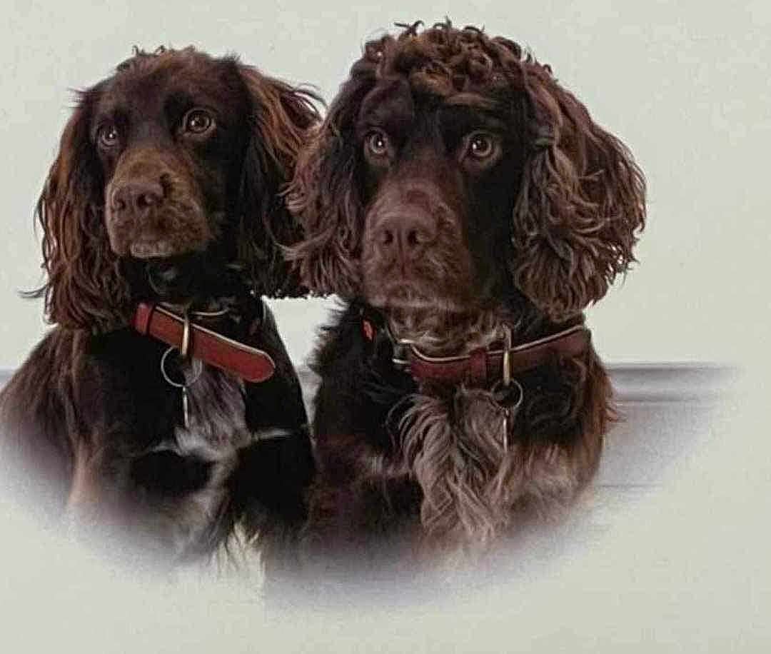 Dougie And Harvey