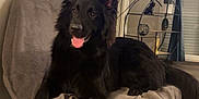 Bagheera participe au concours pour gagner de l'argent avec cette photo : black_dog, blanket, carpet, chair, dog, ears, fur, furniture, happy, home, indoor, living_room, modern_decor, nuns, panting, pet, relaxed, smiling, television, wooden_legs