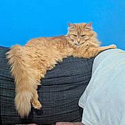 Ruby is registered to the contest to win money with this photo: cat, orange_cat, fluffy, feline, pet, indoor, couch, furniture, blue_wall, relaxing, lying_down, tail, pink_blanket, domestic_animal, home, cozy, resting, cute, fur, animal