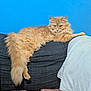 cat, orange_cat, fluffy, feline, pet, indoor, couch, furniture, blue_wall, relaxing, lying_down, tail, pink_blanket, domestic_animal, home, cozy, resting, cute, fur, animal