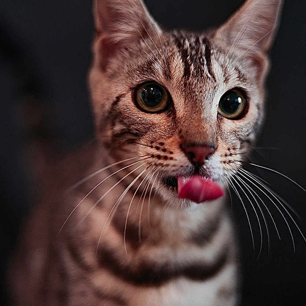 Skye is registered to the contest to win money with this photo: cat, tabby, close_up, portrait, animal, pet, whiskers, tongue, ears, eyes, feline, cute, curious, muzzle, striped, indoor, fur, face, mammal, young