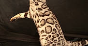 Skye is registered to the contest to win money with this photo: cat, bengal_cat, animal, pet, playful, feline, striped, spotted, paw, side_view, domestic_cat, young_cat, alert, black_background, studio_shot, sitting, fur_pattern, whiskers, tail, indoor