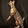 Skye joined the competition — help win amazing prizes! cat, spotted_cat, animal, pet, feline, playful, standing, agile, whiskers, tongue, ears, tail, fur_pattern, indoor, portrait, mammal, cute, alert, dark_background, domestic_cat