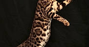 Skye joined the competition — help win amazing prizes! alert, animal, black_background, cat, domestic, ears, feline, fur, mammal, paws, pet, portrait, side_view, spotted, standing, striped, studio, tail, whiskers, wild