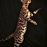 cat, animal, spotted, standing, fur, pet, feline, portrait, studio, black_background, whiskers, ears, alert, wild, domestic, mammal, striped, tail, paws, side_view