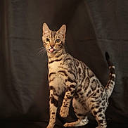 Skye is registered to the contest to win money with this photo: cat, spotted_cat, animal, pet, feline, playful, tongue_out, paw_raised, pointing_hand, studio, dark_background, striped, whiskers, ears, tail, alert, curious, domestic_cat, closeup, indoor