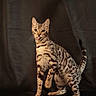 cat, spotted_cat, animal, pet, feline, playful, tongue_out, paw_raised, pointing_hand, studio, dark_background, striped, whiskers, ears, tail, alert, curious, domestic_cat, closeup, indoor