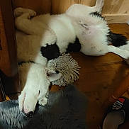 Apache participe au concours pour gagner de l'argent avec cette photo : animal, black_and_white, cozy, dog, flooring, fur, furniture_leg, home, indoor, lying_down, mop_head, paw, pet, relaxed, resting, rug, sleeping, slipper, toy, wooden_floor