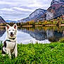 Apache participe au concours pour gagner de l'argent avec cette photo : animal, autumn, cloudy_sky, dog, fur, grass, greenery, happy, harness, lake, landscape, mountains, nature, outdoor, pet, reflection, scenic, sitting, trees, water