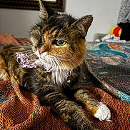 Helen joined the competition — help win amazing prizes! cat, one-eyed_cat, pet, collar, bow, bell, whiskers, feline, indoor, blanket, woven_fabric, fur, paws, closeup, portrait, domestic_animal, relaxed, cozy, bedroom, mirror