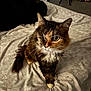 Helen is registered to the contest to win money with this photo: cat, calico, one-eyed, pet, bed, indoor, feline, whiskers, fur, animal, curious, plush_toys, tripod, floral_pattern, domestic, cute, companion, soft_light, resting, household