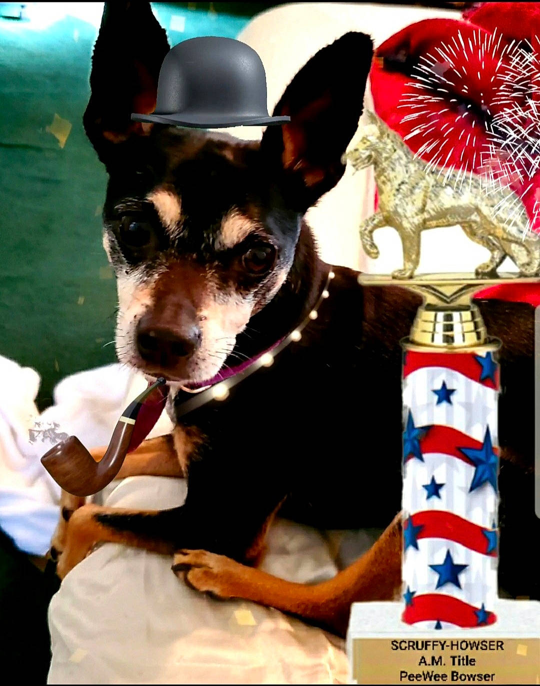 Peewee Bowser joined the competition — help win amazing prizes! canidae, carnivore, chihuahua, companion_dog, costume_hat, dog, dog_breed, dog_supply, event, fashion_accessory, fawn, hat, mammal, party_hat, russkiy_toy, sporting_group, toy_dog, vertebrate, whiskers, working_animal