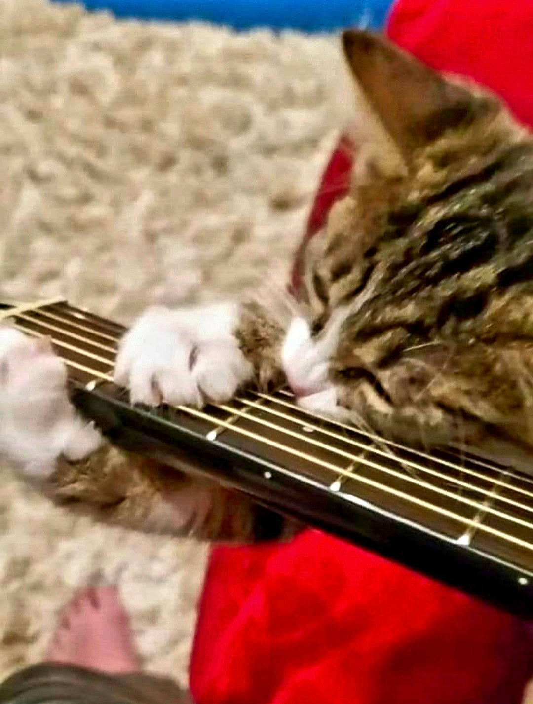 Thunder is registered to the contest to win money with this photo: carnivore, cat, close_up, comfort, felidae, folk_instrument, fur, guitar, guitar_accessory, metal, music, musical_instrument, musical_instrument_accessory, plucked_string_instruments, small_to_medium_sized_cats, string_instrument, string_instrument_accessory, whiskers, wood