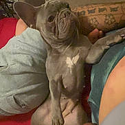 Kali joined the competition — help win amazing prizes! dog, french_bulldog, pet, indoor, tattoo, watch, person, lap, casual, relaxed, red_background, grey_fur, white_patch, paw, face, ear, watch_on_wrist, human_arm, sitting, carpet