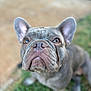 Kali is registered to the contest to win money with this photo: dog, french_bulldog, close_up, outdoor, pet, animal, ears, snout, fur, grass, pavement, looking_up, cute, canine, portrait, muzzle, eyes, wrinkles, background_blur, sitting