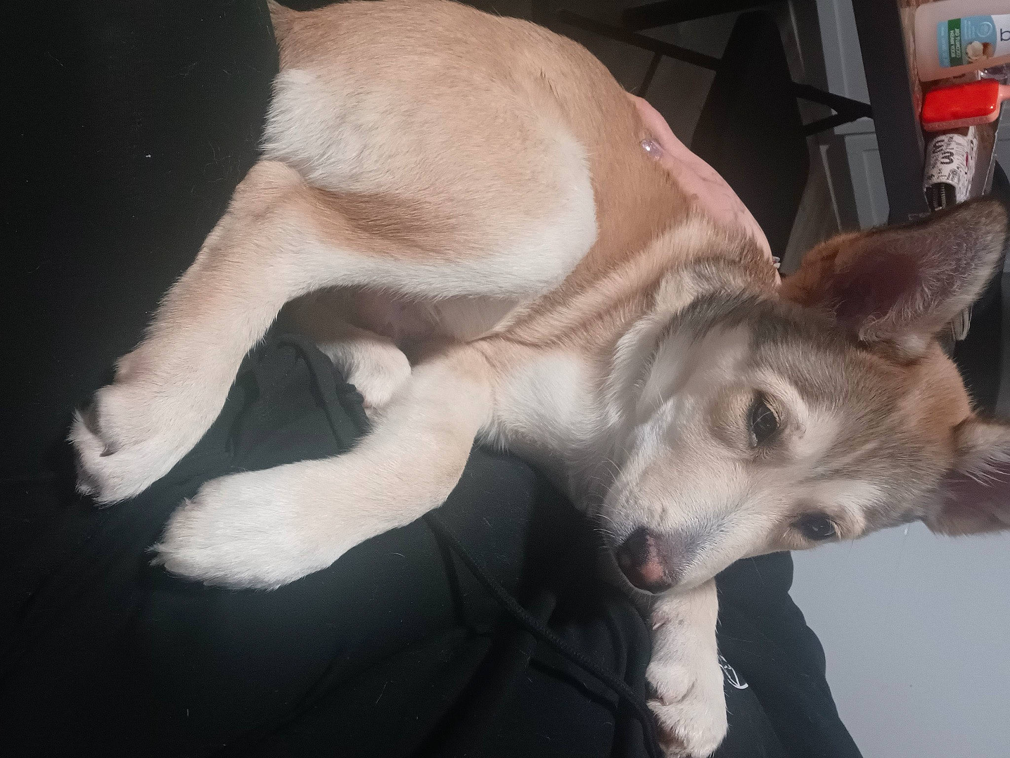 Zues is registered to the contest to win money with this photo: canidae, carnivore, comfort, companion_dog, dog, dog_breed, fawn, fur, jaw, non_sporting_group, paw, snout, sporting_group, tail, terrestrial_animal, working_animal