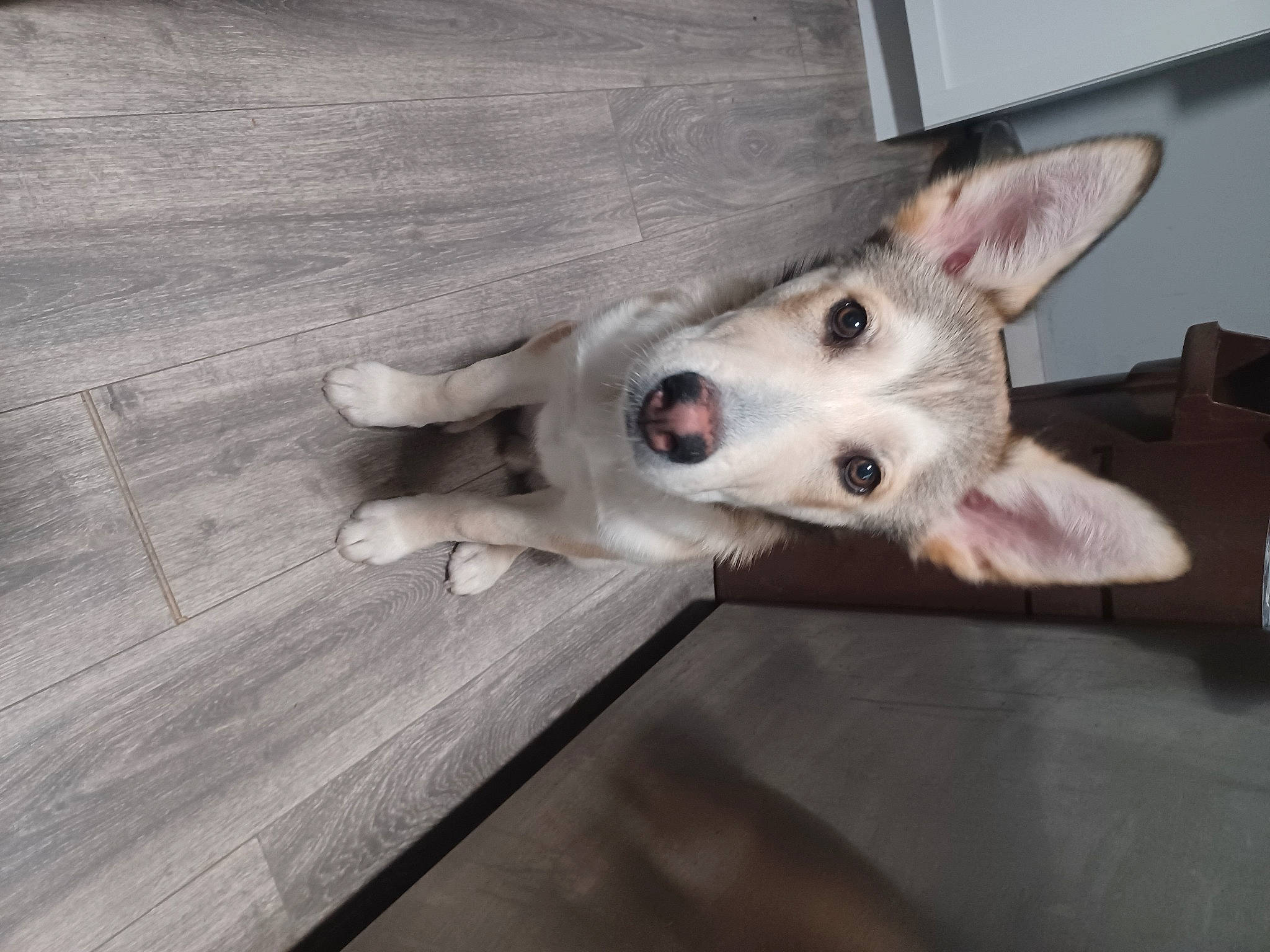 Zues joined the competition — help win amazing prizes! canidae, carnivore, companion_dog, dog, dog_breed, fawn, flooring, fur, hardwood, non_sporting_group, paw, plank, snout, sporting_group, tail, terrestrial_animal, whiskers, wood