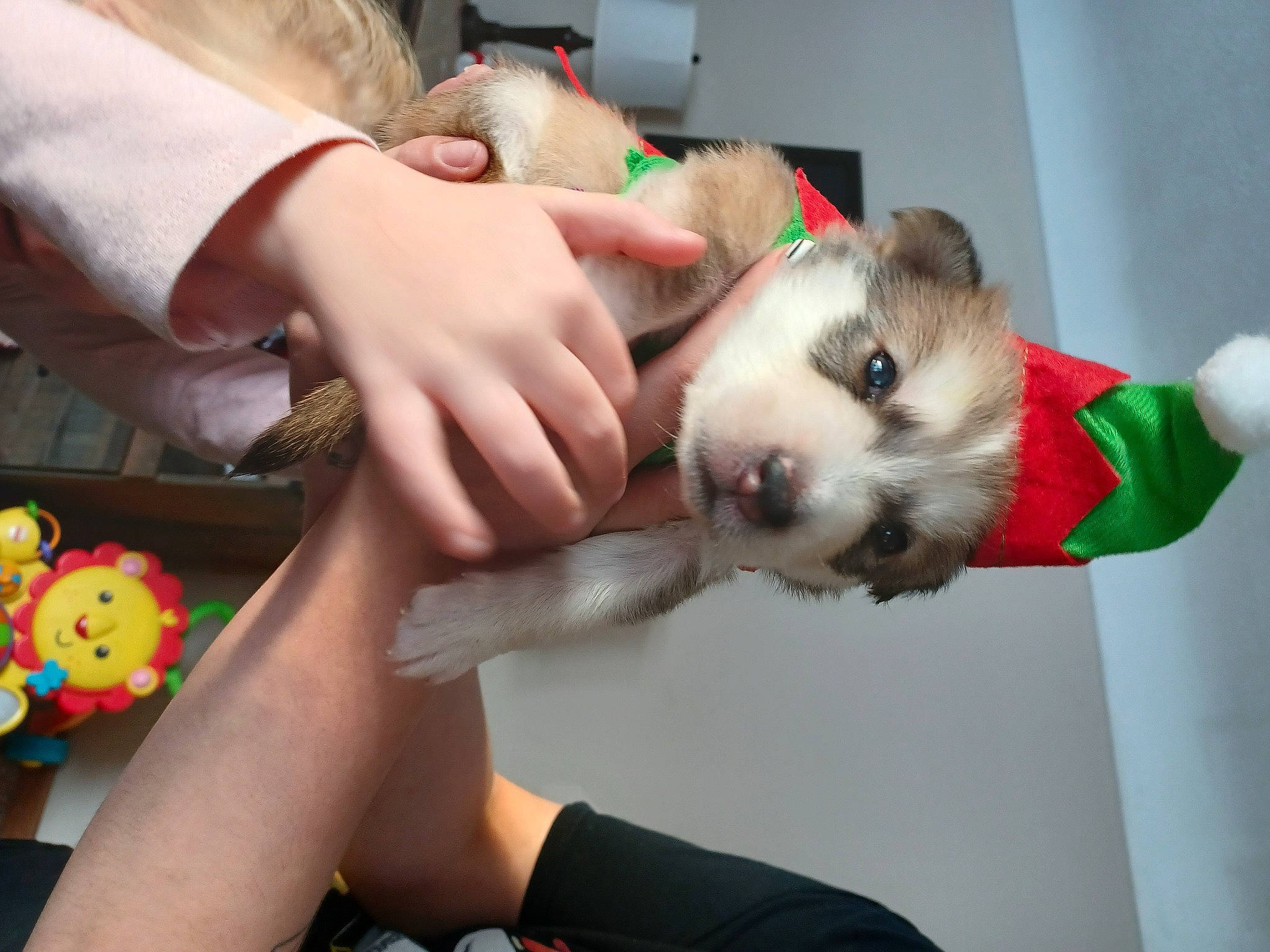 Zues is registered to the contest to win money with this photo: canidae, carnivore, child, comfort_food, companion_dog, dog, dog_breed, fawn, fur, hand, nail, non_sporting_group, sporting_group, stuffed_toy, tail, toy