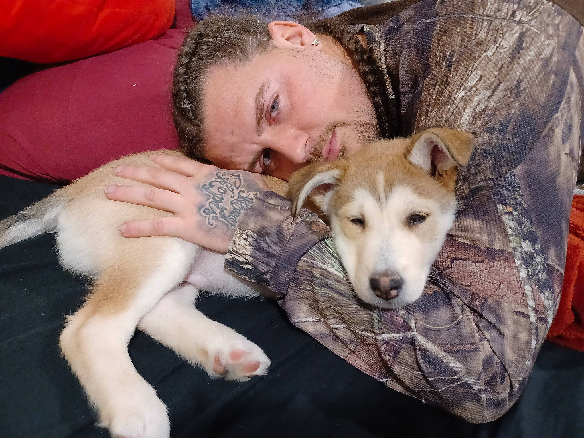 Zues joined the competition — help win amazing prizes! canidae, canis, carnivore, chair, comfort, companion_dog, couch, dog, dog_breed, fawn, fur, happy, jaw, paw, siberian_husky, sitting, sled_dog, snout, sporting_group, wolf