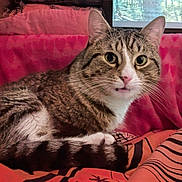 Galileo joined the competition — help win amazing prizes! cat, tabby_cat, pet, whiskers, big_eyes, lounging, indoor, bed, blanket, pillow, window, stripes, pink_nose, close_up, portrait, curious, furry, tail, paws, cozy