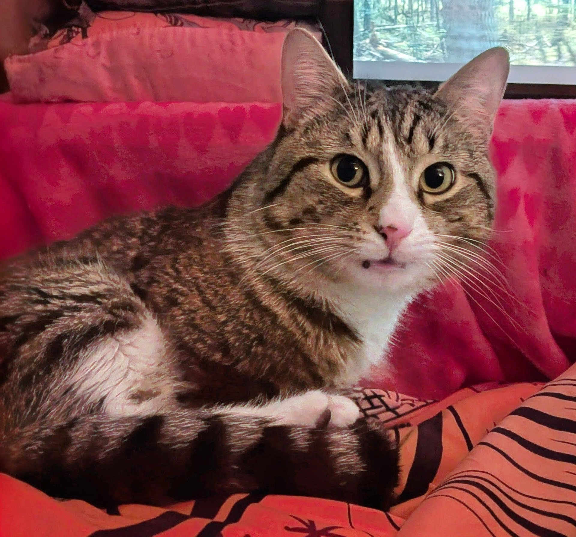 Galileo joined the competition — help win amazing prizes! cat, tabby_cat, pet, whiskers, big_eyes, lounging, indoor, bed, blanket, pillow, window, stripes, pink_nose, close_up, portrait, curious, furry, tail, paws, cozy