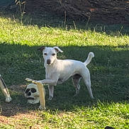 Tana a rejoint le concours — aidez-le/la à gagner de superbes lots ! animal, bone, curious, daylight, decoration, dog, grass, greenery, halloween, nature, outdoor, pet, playful, shadow, skeleton_arm, skull_decoration, spooky, sunlight, white_dog, yard