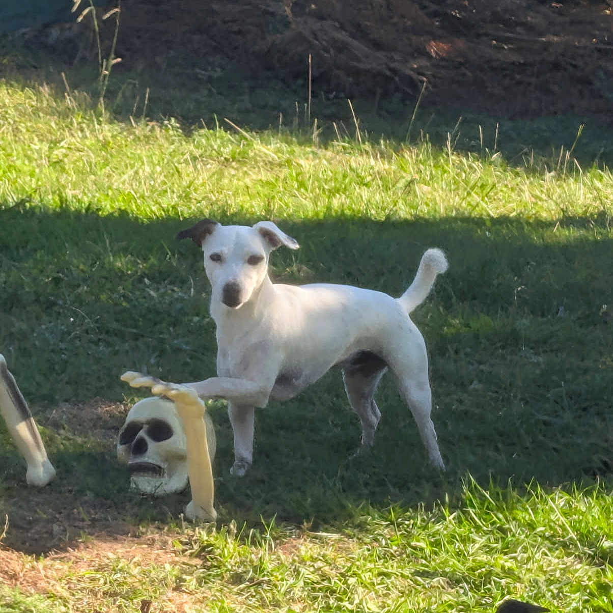 Tana a rejoint le concours — aidez-le/la à gagner de superbes lots ! animal, bone, curious, daylight, decoration, dog, grass, greenery, halloween, nature, outdoor, pet, playful, shadow, skeleton_arm, skull_decoration, spooky, sunlight, white_dog, yard