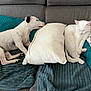 Uta a rejoint le concours — aidez-le/la à gagner de superbes lots ! dog, cat, couch, pillow, blanket, pet, white_dog, white_cat, relaxed, sleeping, indoor, cozy, furniture, textured_blanket, patterned_cushion, animal, resting, domestic, companion, peaceful