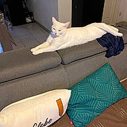 Uta a rejoint le concours — aidez-le/la à gagner de superbes lots ! cat, white_cat, stretching, couch, pillows, living_room, furniture, indoor, relaxed, pet, animal, cozy, home, domestic_cat, resting, soft_lighting, gray_couch, decor, comfort, feline