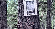 Uta participe au concours pour gagner de l'argent avec cette photo : animal_photo, bark, branches, daylight, environment, forest, greenery, humor, nature, outdoor, pine_tree, rustic, sign, sky, text, tree, wanted_poster, wildlife, wolf, woods