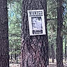 animal_photo, bark, branches, daylight, environment, forest, greenery, humor, nature, outdoor, pine_tree, rustic, sign, sky, text, tree, wanted_poster, wildlife, wolf, woods