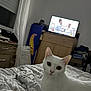Uta a rejoint le concours — aidez-le/la à gagner de superbes lots ! cat, white_cat, bed, blanket, television, furniture, window, curtains, room, indoor, pet, animal, green_eyes, wooden_cabinet, hot_wheels, electronics, cozy, looking_at_camera, sleeping_area, patterned_bedspread