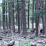 Uta participe au concours pour gagner de l'argent avec cette photo : animals, bears, black_bears, branches, daytime, environment, forest, greenery, ground, natural_habitat, nature, outdoor, pine_trees, rocks, scenery, trees, trunks, wild, wildlife, woods