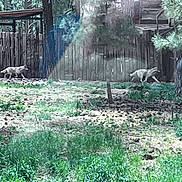Uta participe au concours pour gagner de l'argent avec cette photo : animals, branches, canine, daylight, fence, forest, grass, greenery, ground, leaves, nature, outdoor, rustic, sunlight, trees, trunks, walking, wildlife, wolves, wooden_fence