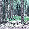 Uta a rejoint le concours — aidez-le/la à gagner de superbes lots ! animals, bears, canopy, daylight, fence, foliage, forest, grass, greenery, ground, habitat, nature, outdoor, pine_trees, rocks, trees, trunks, wilderness, wildlife, woods