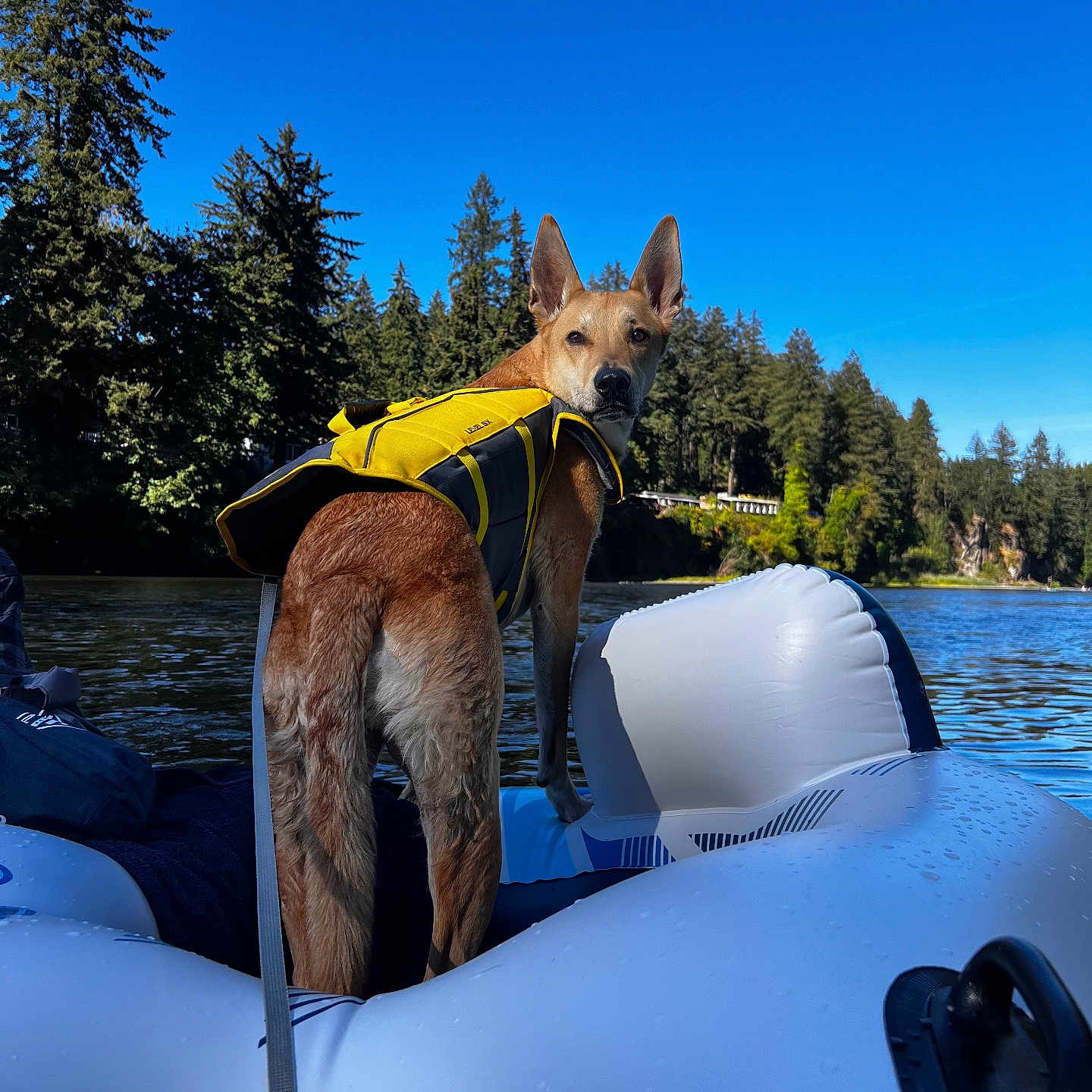 Ludo is registered to the contest to win money with this photo: adult, animal, canine, clothing, dog, lake, lifejacket, male, man, nature, outdoors, person, pet, plant, summer, swimwear, tree, vegetation, vest, water