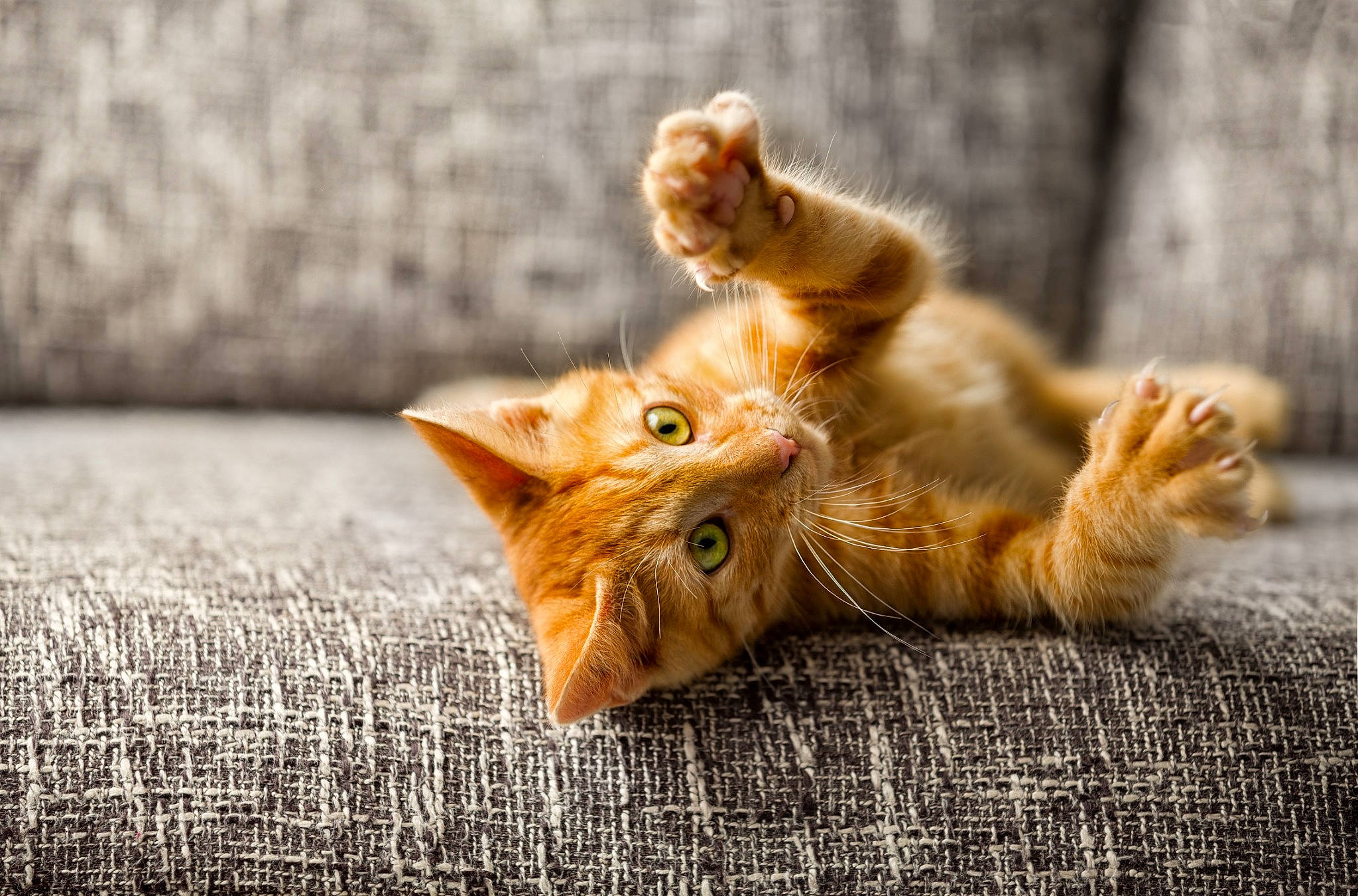 Perle participe au concours pour gagner de l'argent avec cette photo : art, carnivore, cat, claw, close_up, domestic_short_haired_cat, fawn, felidae, flooring, fur, grass, paw, small_to_medium_sized_cats, snout, tail, terrestrial_animal, whiskers, wildlife, wood