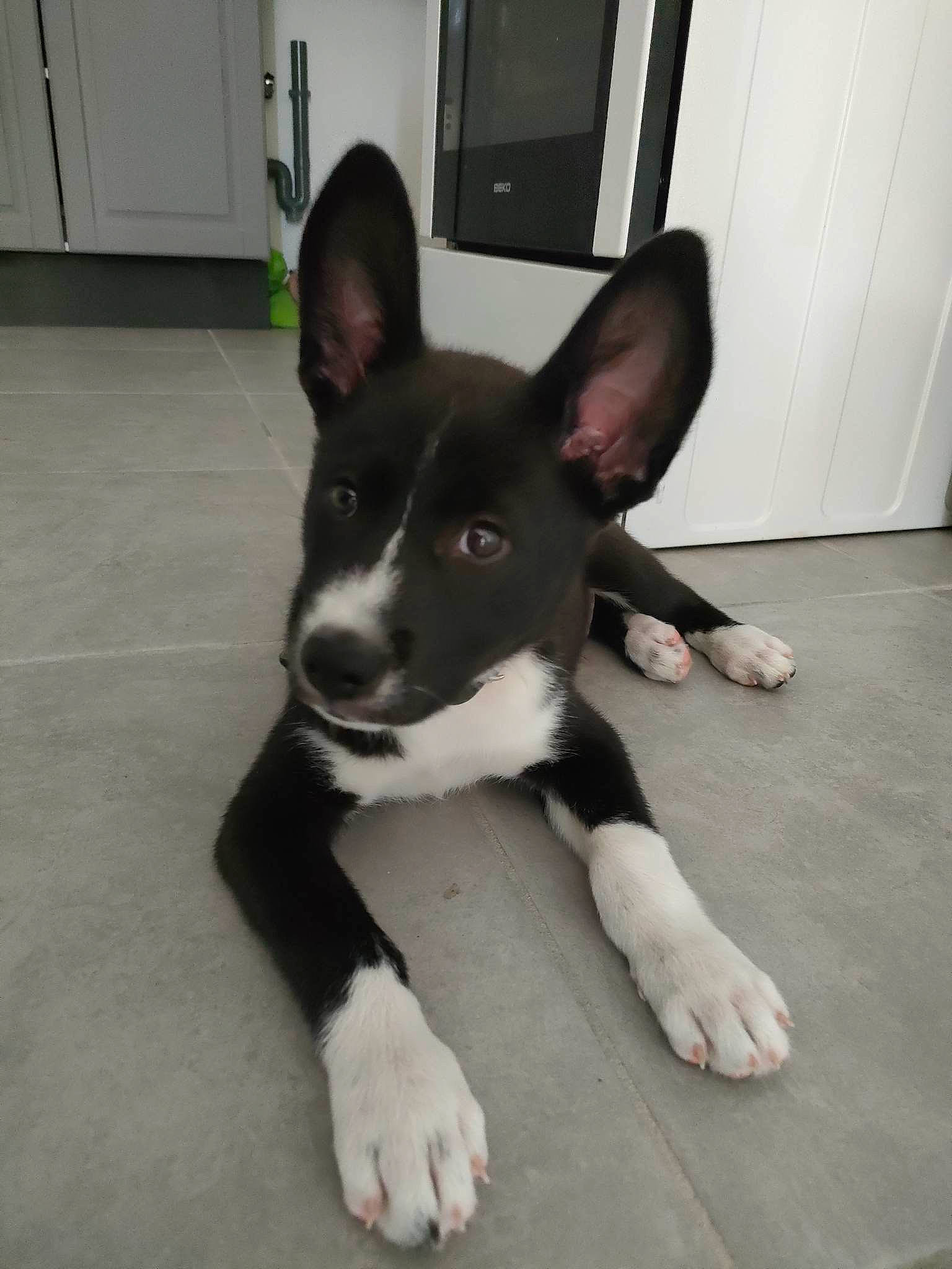 Shadow a rejoint le concours — aidez-le/la à gagner de superbes lots ! boston_terrier, carnivore, companion_dog, dog, dog_breed, door, flooring, foot, hardwood, herding_dog, mcnab, non_sporting_group, paw, tail, terrestrial_animal, whiskers, wood, working_animal, working_dog