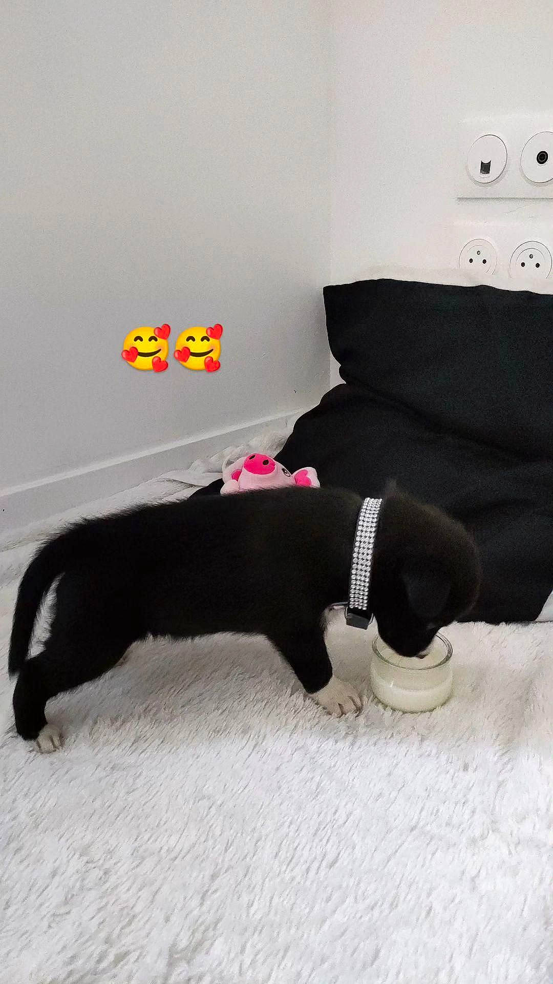 Shadow participe au concours pour gagner de l'argent avec cette photo : canidae, carnivore, collar, comfort, companion_dog, dog, dog_breed, dog_supply, floor, flooring, font, fur, grey, linens, pet_supply, rectangle, sleeve, snout, sporting_group, tail