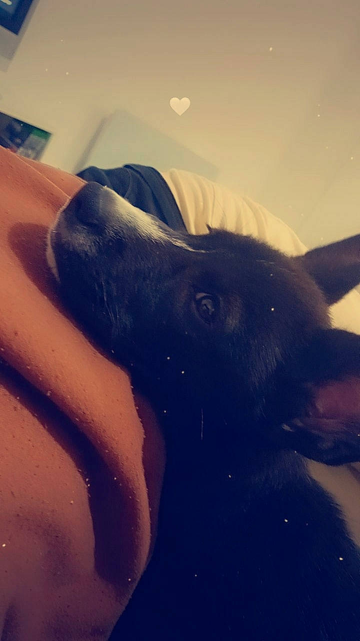 Shadow participe au concours pour gagner de l'argent avec cette photo : carnivore, cloud, companion_dog, dog, dog_breed, electric_blue, fawn, fur, gesture, happy, human_body, human_leg, jaw, meteorological_phenomenon, sky, snout, sporting_group, tints_and_shades, whiskers, working_animal