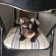 Vegas participe au concours pour gagner de l'argent avec cette photo : animal, black_cat, cat, cushion, domestic_cat, feline, floor_tile, fur, home, indoor, looking_at_camera, metal_chair, pet, quiet, relaxed, resting, seat, striped_chair, striped_cushion, yellow_eyes