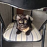 animal, black_cat, cat, cushion, domestic_cat, feline, floor_tile, fur, home, indoor, looking_at_camera, metal_chair, pet, quiet, relaxed, resting, seat, striped_chair, striped_cushion, yellow_eyes